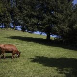 Il y a un peu plus d'un an, des analyses ont montré des teneurs trop élevées en PFAS dans la viande et le lait provenant de vaches de certaines exploitations agricoles dans le canton de Saint-Gall (photo d'illustration) KEYSTONE/GIAN EHRENZELLER